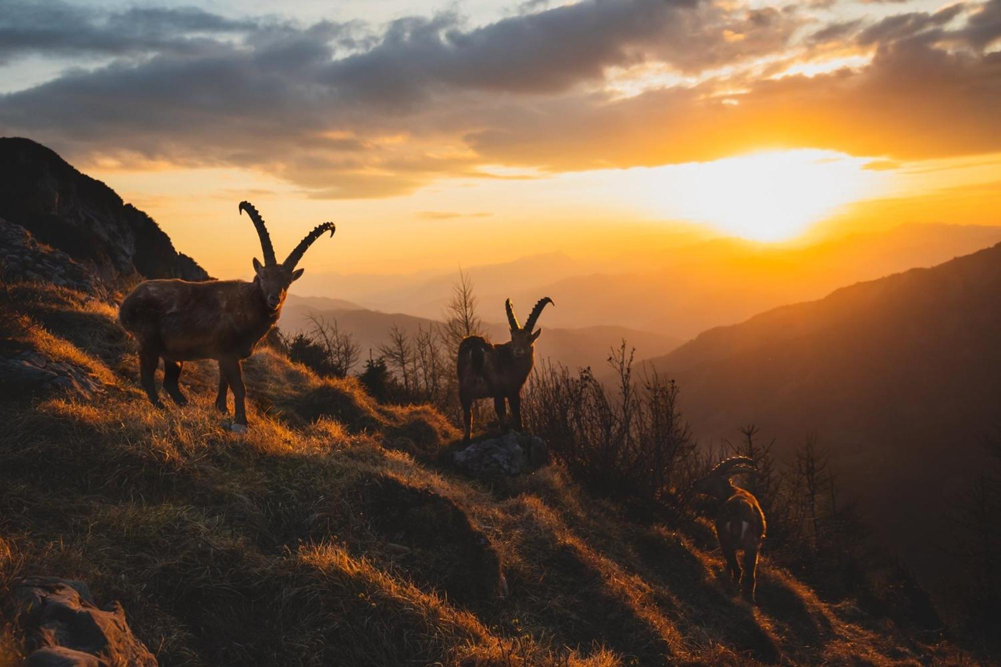 Apartments Am Kirchkogel "Laendliche Entspannung Im Herzen Der Steiermark" Pernegg an der Mur ห้อง รูปภาพ